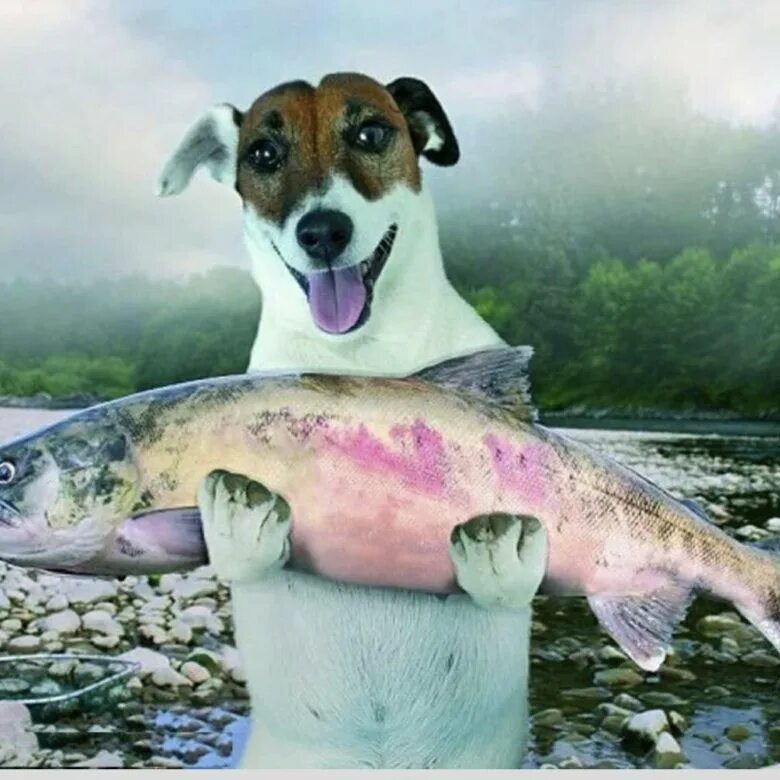 Сырую рыбу собаке. Рыба собака. Смешной лосось. Собака для рыбалки. Лосось и собака.