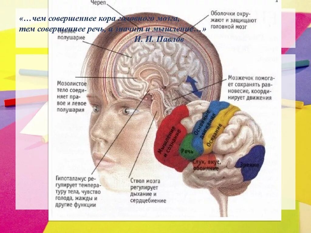 Структуры головного мозга. Головной мозг речь. Формирование коры головного мозга.