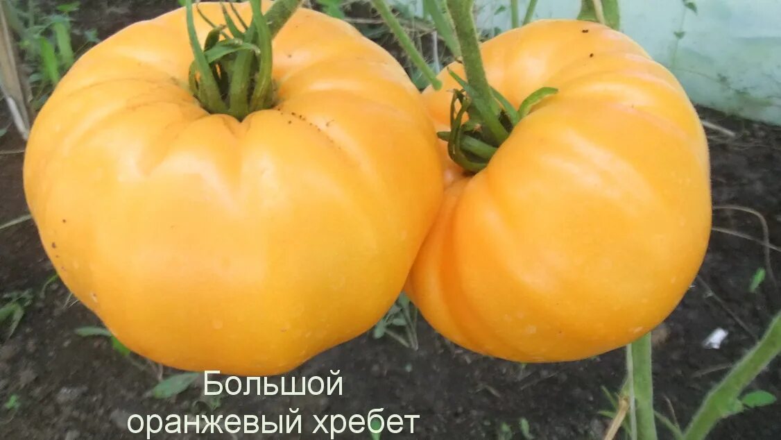 Томат "большой жёлтый амишей". Улуру австралия. Гора улуру в австралии. Высокие горы на материках. Большой оранжевый хребет.