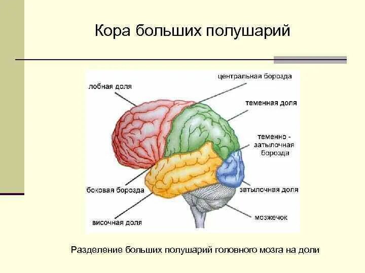 Строение и функции полушарий головного. Строение головного мозга доли коры. Строение больших полушарий доли. Доли полушарий большого мозга функции. Основные доли коры больших полушарий головного мозга.