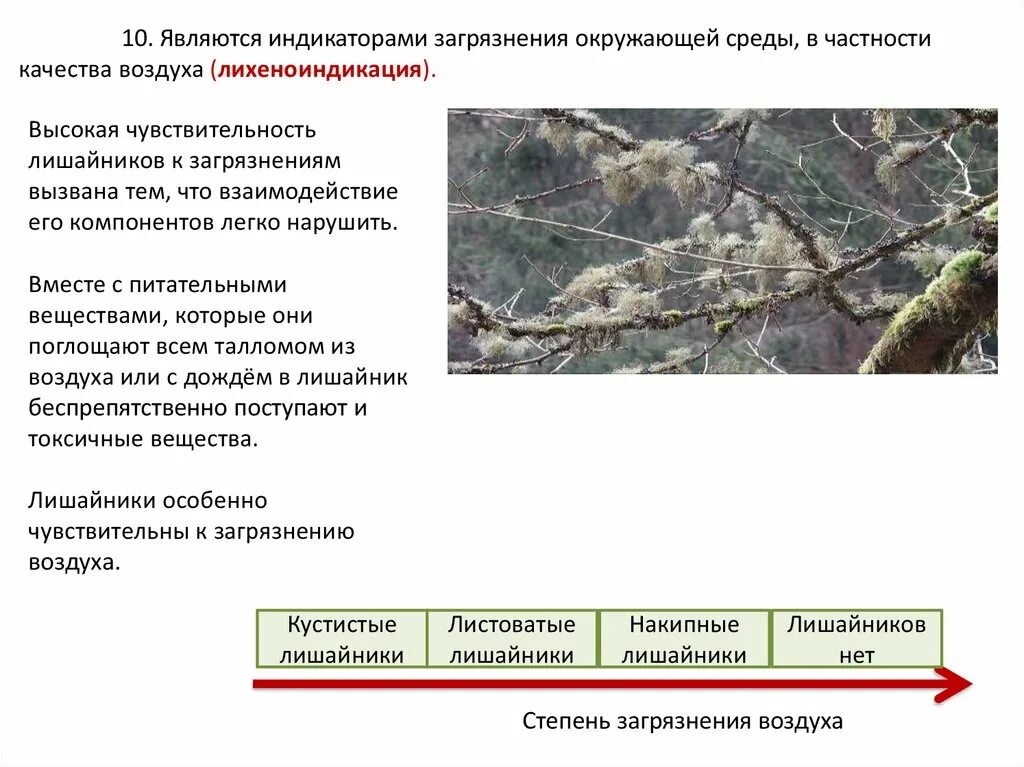 Лишайники индикаторы окружающей среды. Индикаторы загрязнения окружающей среды. Лишайники индикаторы чистоты воздуха. Лишайники индикаторами загрязнения воздуха. Лишайники чистоты воздуха