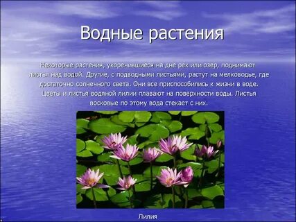 Цветковые растения водоемов
