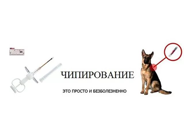Чипирование это. Чипирования животных. чип для собаки. микрочип для собак. чипирование кошек и собак.