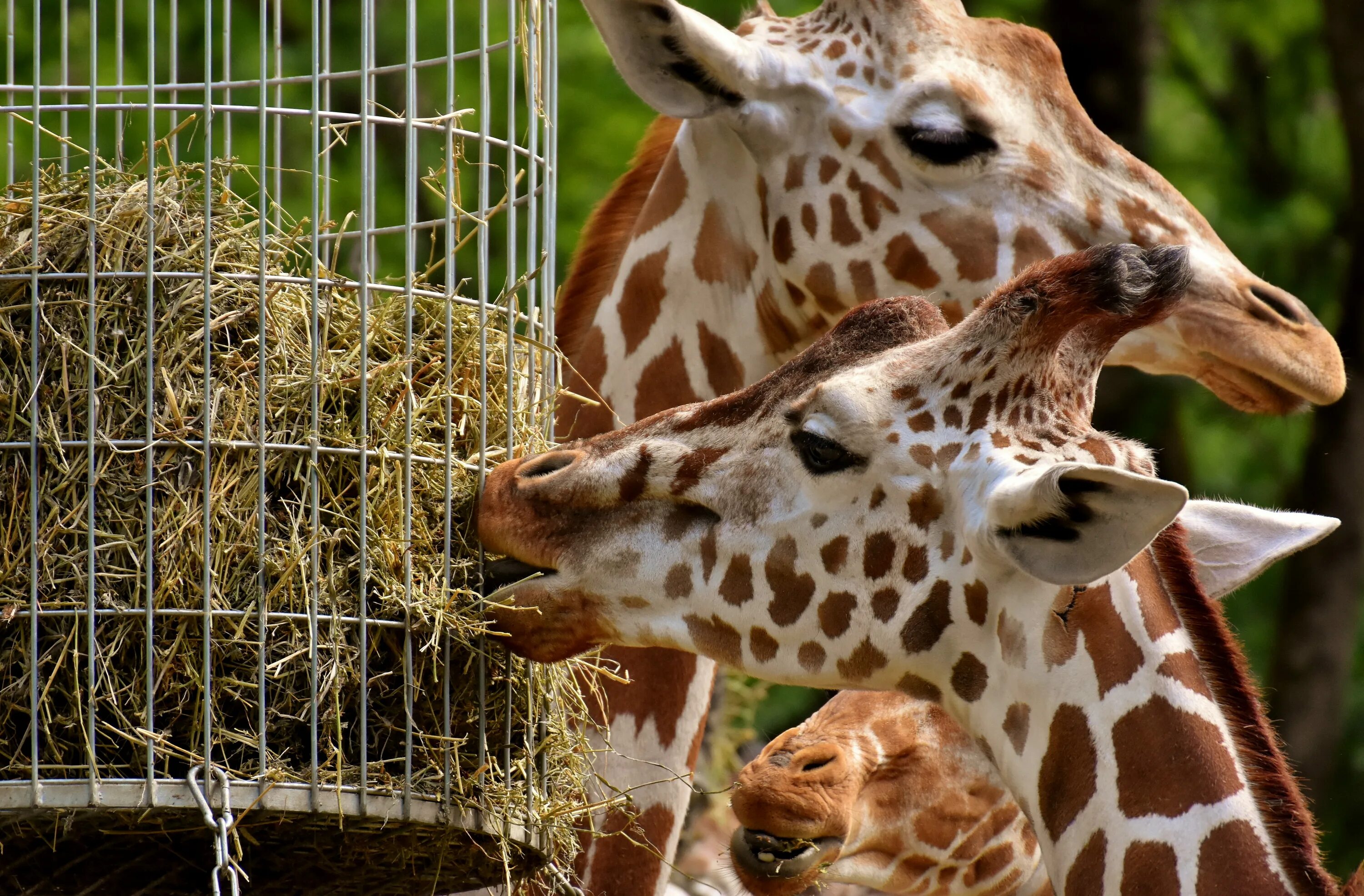 Animal 1 животное. Зоопарк Лимпопо Жираф. Жираф в зоопарке. Животные зоопарка Жираф. Звери в зоопарке.