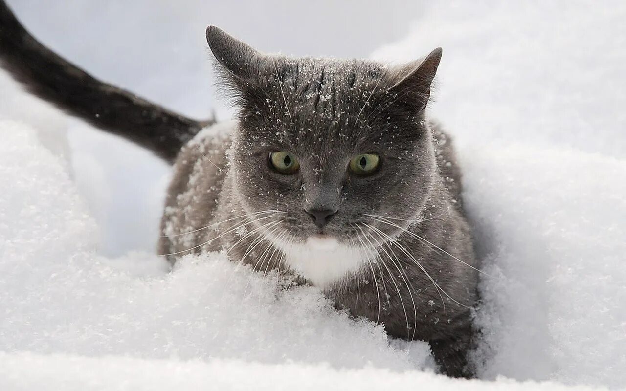котик в снегу. кошки зимой. бездомный котенок на снегу. можно ли кошкам снег. кот в снегу.