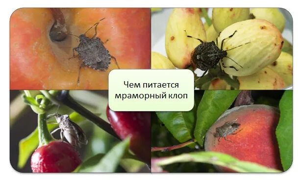 Тип развития насекомых мраморный клоп. Коричнево-мраморный клоп. мраморный клоп. коричнево-мраморный клоп (halyomorpha halys). мраморный клоп 17мм.