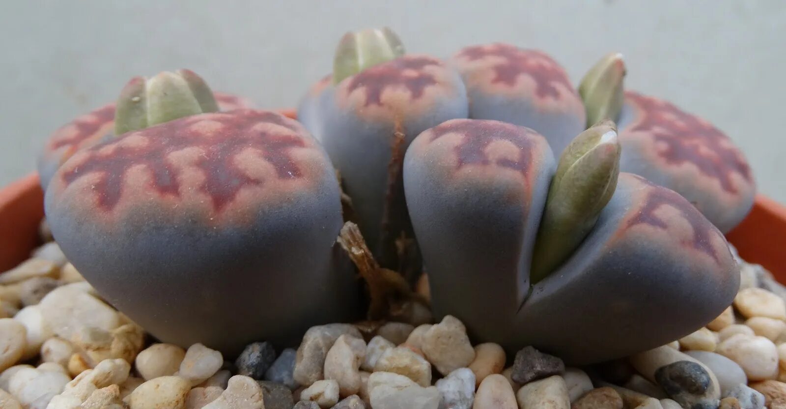 Литопс Карасмонтана. Литопс Конофитум. Литопсы микс Lithops Mix Карасмонтана. Lithops lesliei.