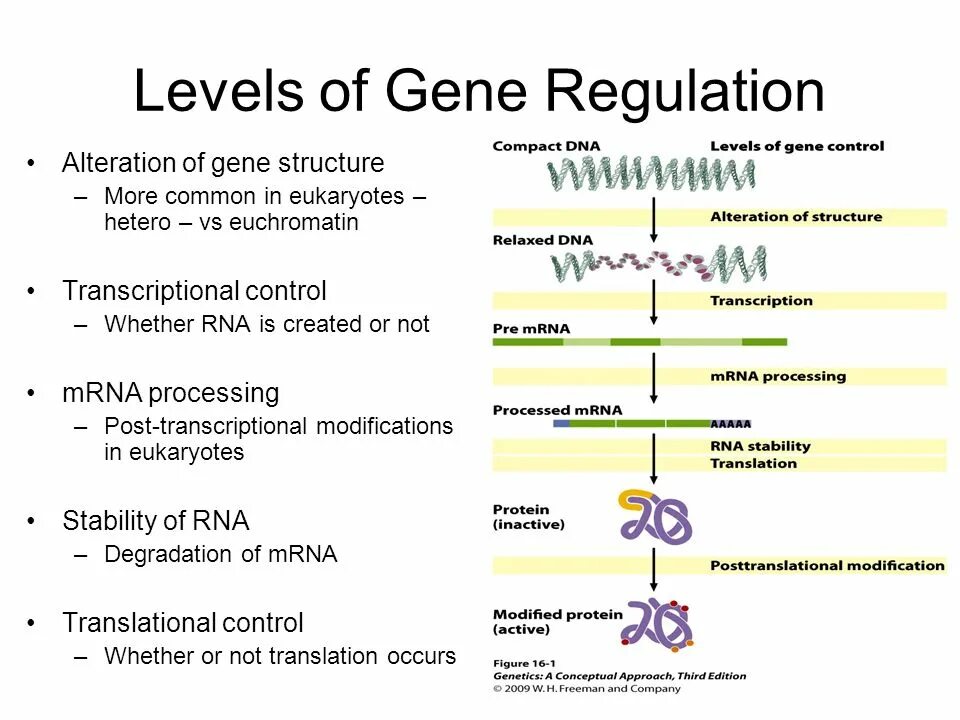 Gene structure. Regulation of eukaryotic Gene Regulation. Regulation Gene activity. Regulator Gene. Expression levels