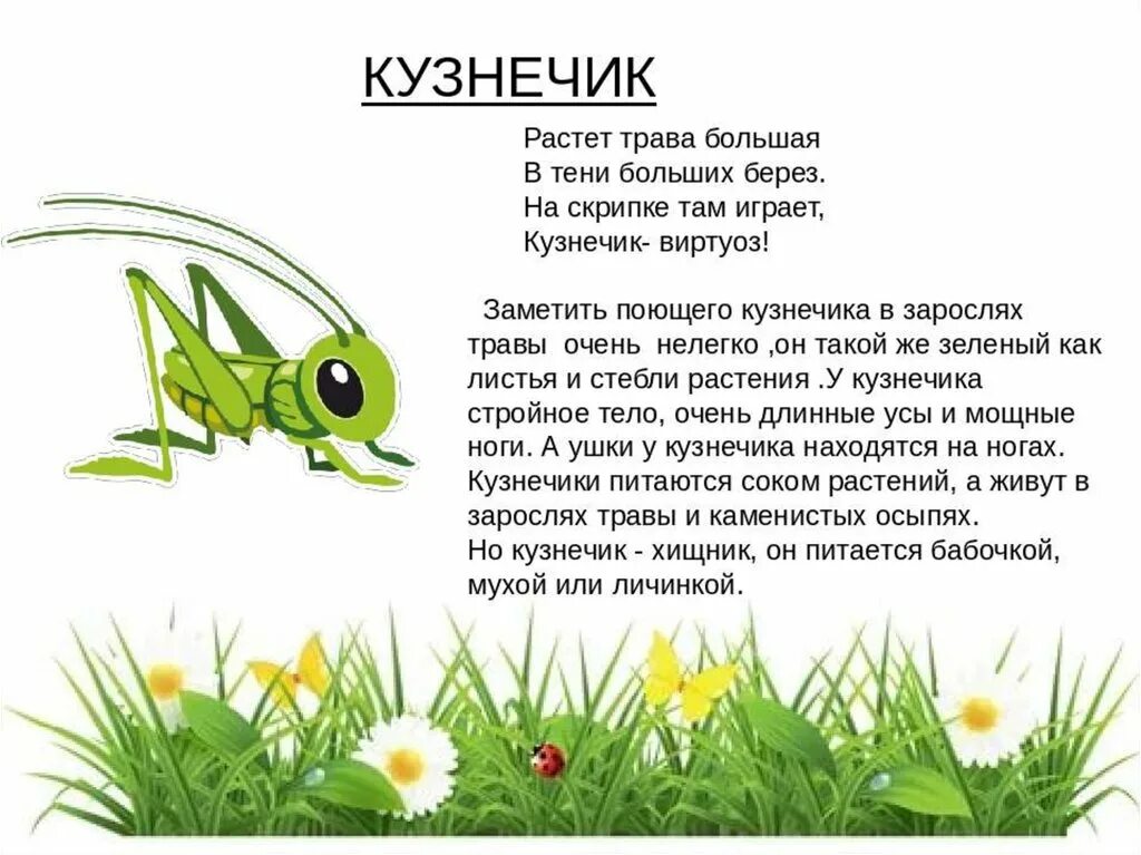 Почему кузнечик зеленый. Детям о кузнечике для дошкольников. Интересные сведения о насекомых для детей. Интересные насекомые для детей. Рассказ о кузнечике.