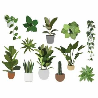 Plants pack