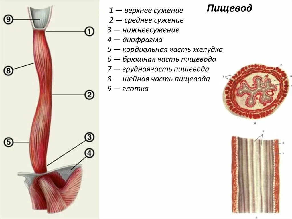Строение пищевода вид спереди. Схема строения пищевода сужения. Пищевод строение анатомия. Сужения пищевода (oesophagus).