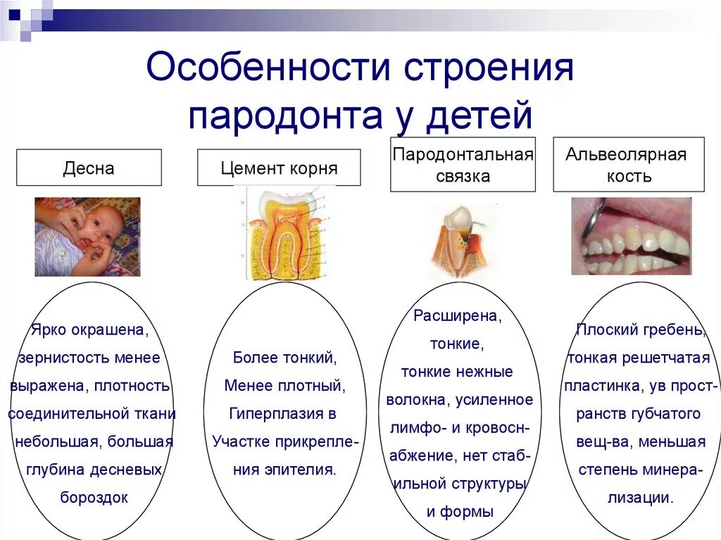 Анатомия и функция тканей пародонта. Классификация болезней пародонта у детей. Особенности строения тканей пародонта у детей. Возрастные особенности строения десны. Альвеолярная десна