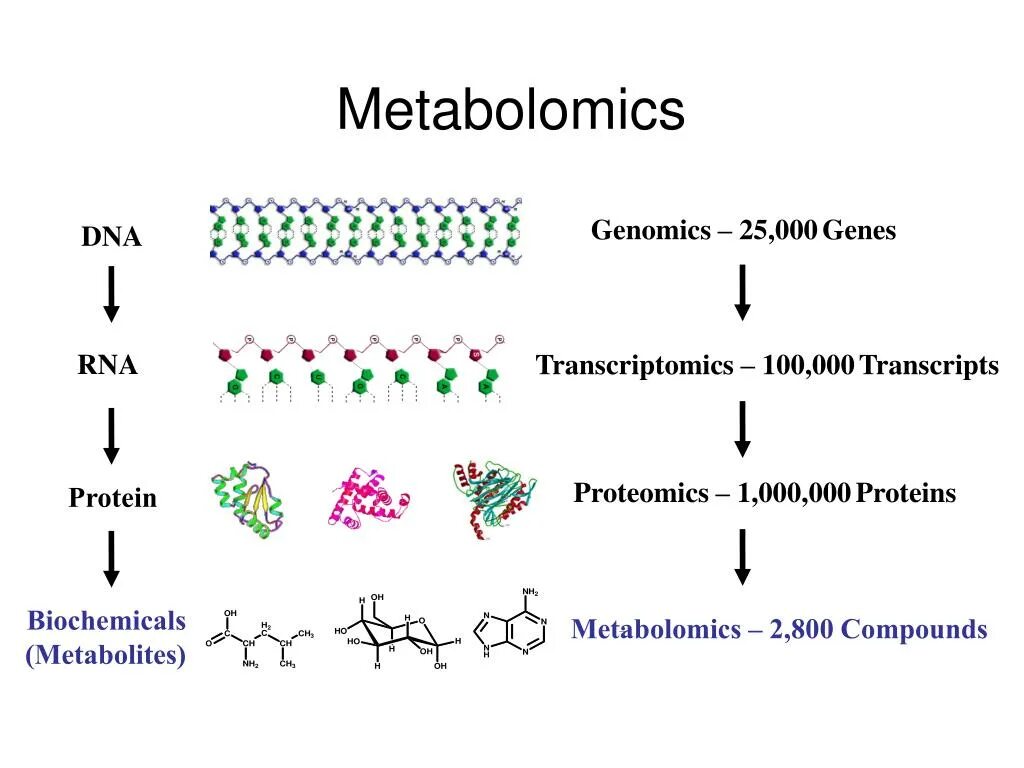 Метаболомика. Метаболомика презентация. Метаболомика Транскриптомика. Геномика Транскриптомика протеомика и метаболомика.