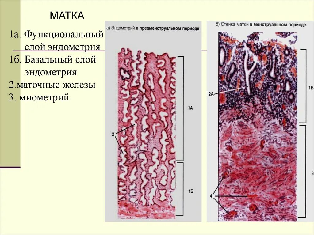 Функциональный слой эндометрия гистология. Строение функционального слоя эндометрия. Слизистая оболочка матки гистология. Строение миометрия гистология. Эндометрий базальный слой