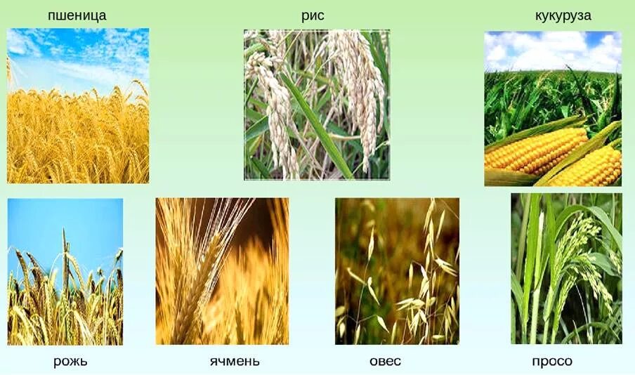 Рожь. Зерновые культурные растения. Полевые культуры (овёс, кукуруза, ячмень). Кукуруза. Ячмень яровой зернофуражный.