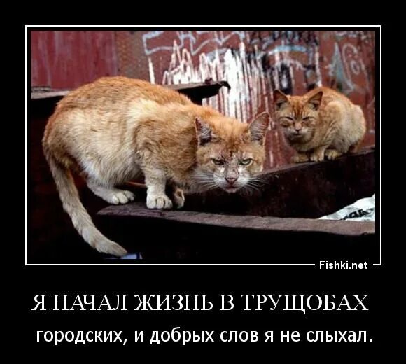 Я жил в трущобах городских слушать. Я начал жизнь в трущобах городских текст. Жизнь трущобных кошек. Я начал жить в трущобах городских бригада. Я начал жизнь в трущобах.