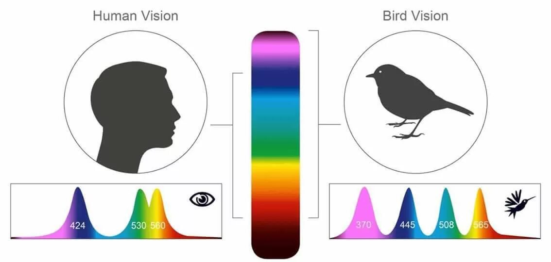 Птицы видят в темноте. Цветовое зрение птиц. Цветное зрение у птиц. Зрение птицы и человека. Цветовое зрение у животных.