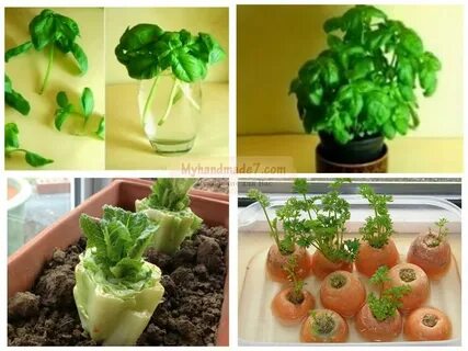 Какой домашний овощ