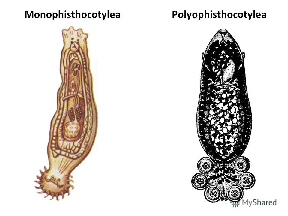 Кольчатые черви сосальщики. Плоские черви моногенеи. Моногенеи черви строение. Моногенеи и ленточные черви. Трематоды моногенеи цестоды.