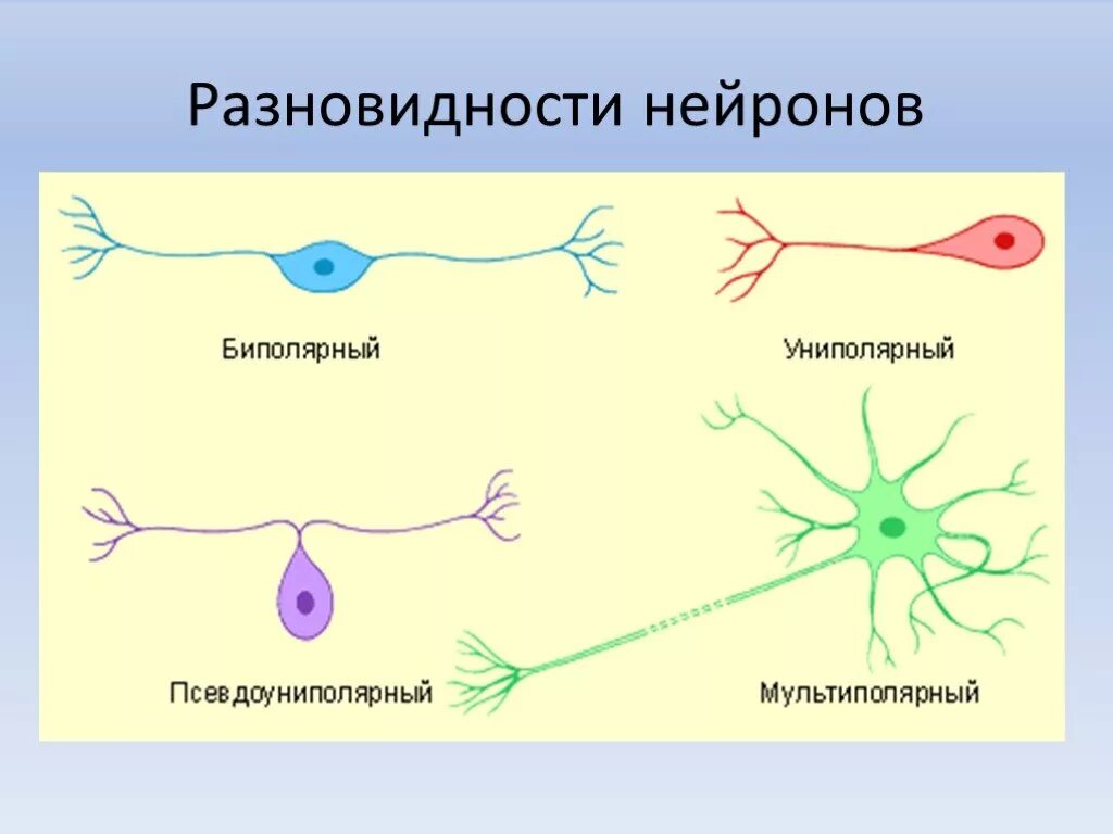 Укажите виды нейронов