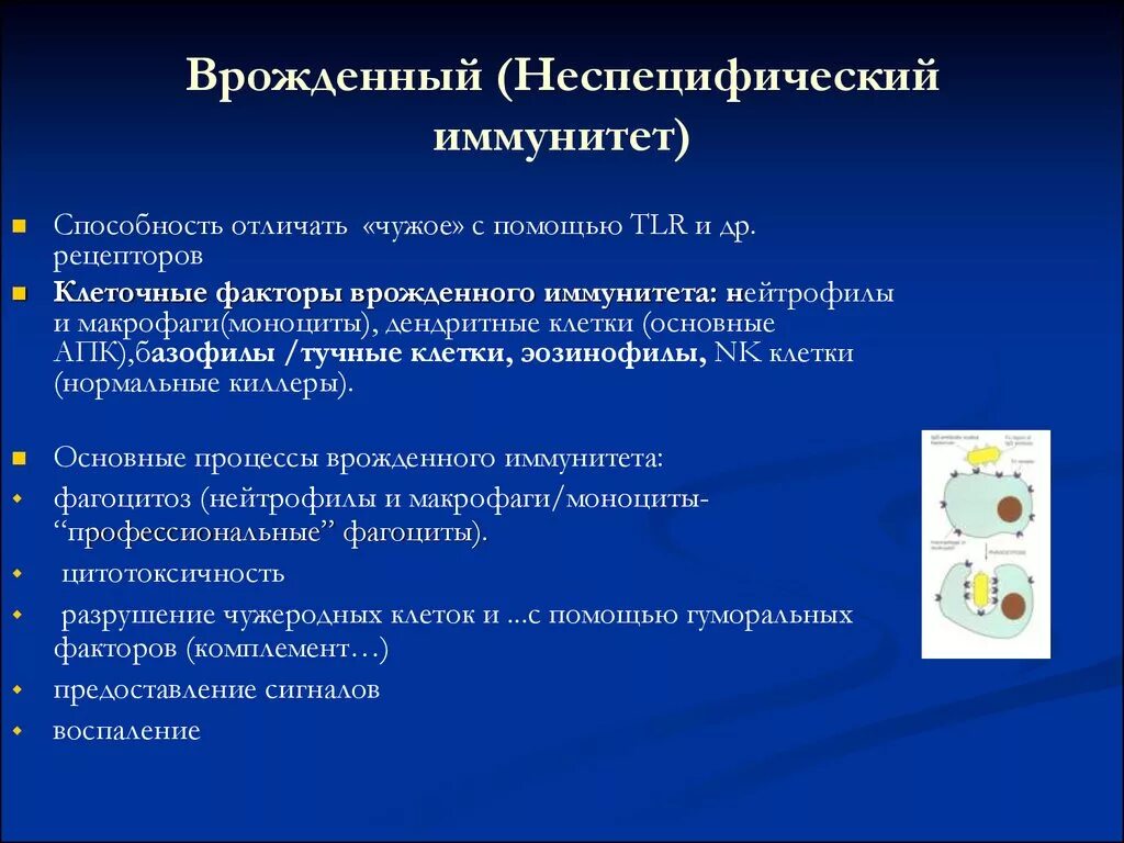 Неспецифические иммунные факторы. Врожденный неспецифический иммунитет. Клеточные факторы неспецифического иммунитета. Клеточные и гуморальные факторы врожденного иммунитета. Врожденный неспецифический (естественный) иммунитет.