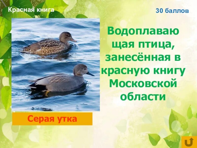 Какая птица занесена в красную книгу москвы. Красная книга подмосковья птицы. утки занесенные в красную книгу. птицы красной книги московской области. птицы красной книги москвы.