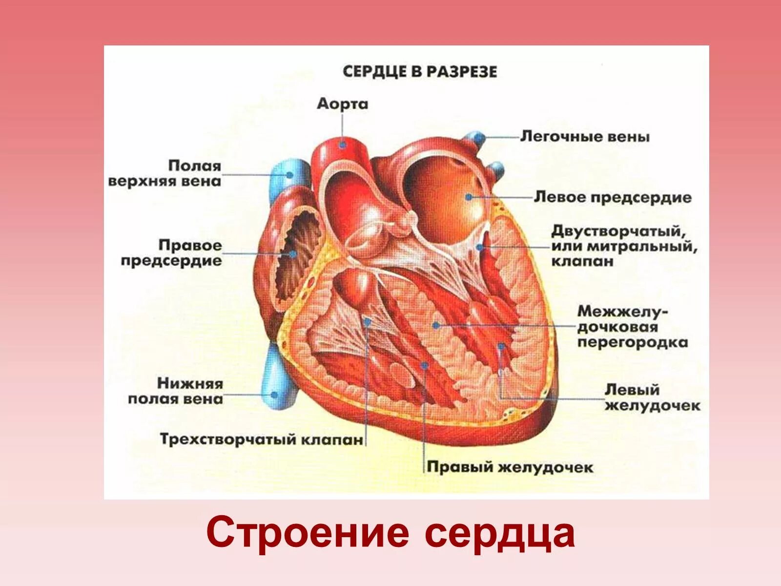 Схема внутреннего строения сердца. Строение сердца человека анатомия. Структуры сердца в разрезе. Внутренне строение сердца на фронтальном разрезе. Предсердие у животных