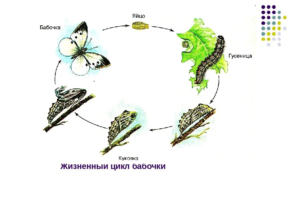 Жизненный цикл бабочки капустницы. Жизненный цикл бабочки схема. Цикл развития бабочки схема. Цикл развития бабочки капустницы. Капустная белянка неполное превращение