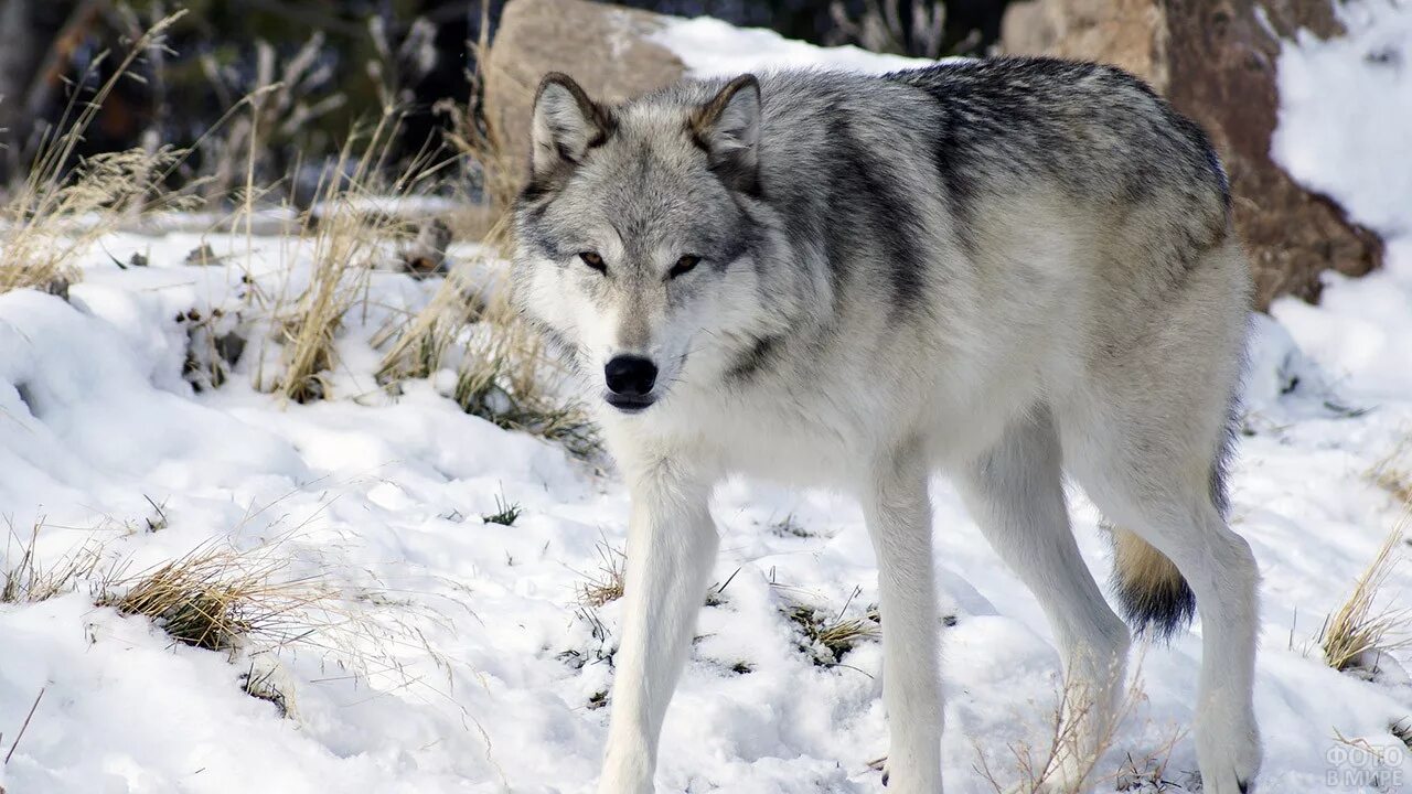 Сибирский волкособ. Волкособ гибрид волка. Манитобский волк. Волкособ Акелла. Beautiful wolves