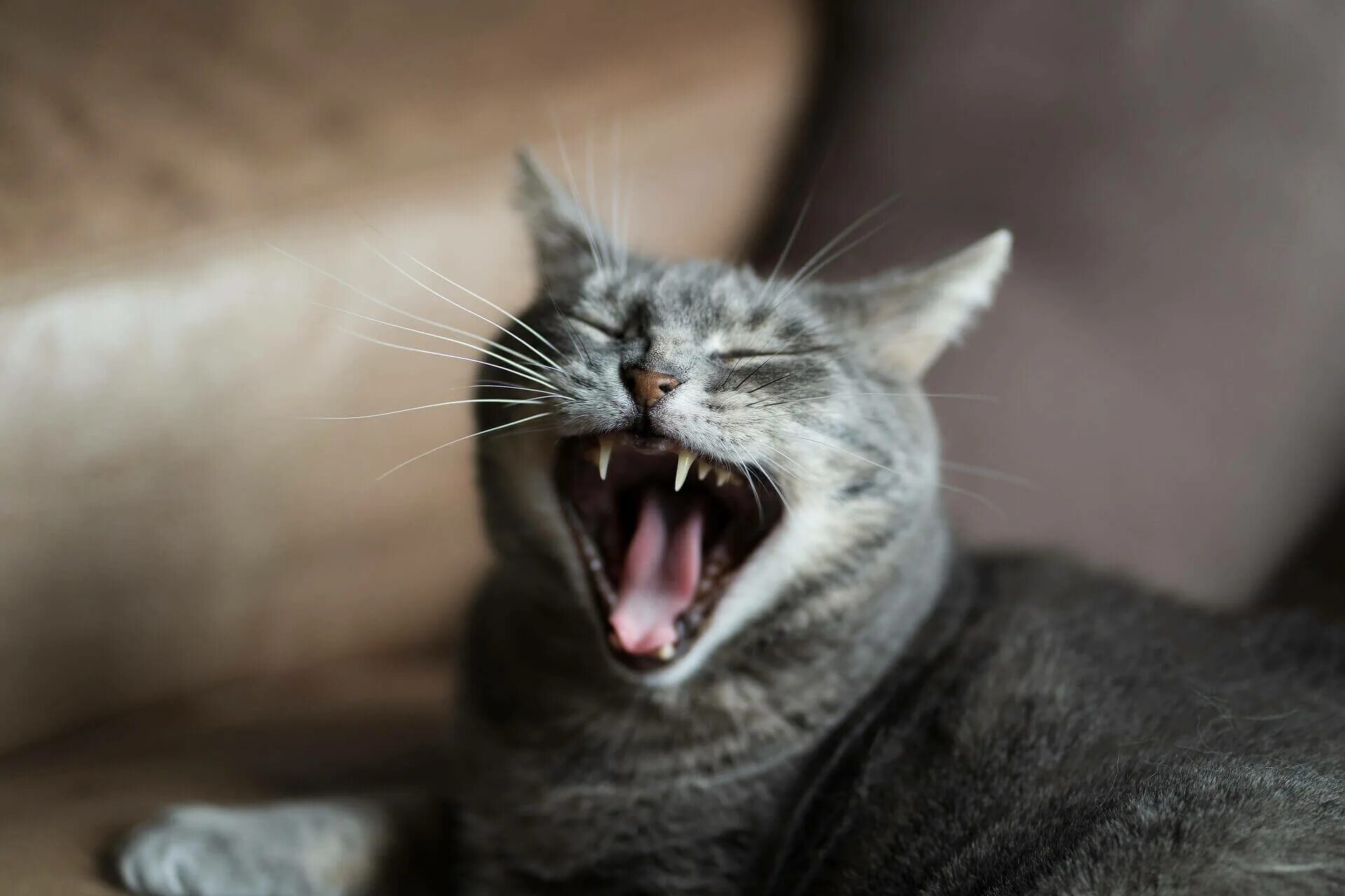 Over cats. Кот зевает. Серый кот зевает. Кот зевает фото. Кот широко зевнул.