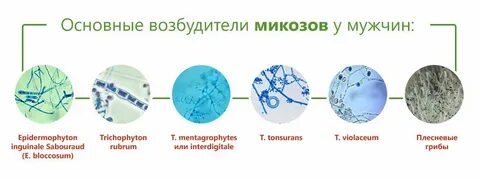 Возбудители микозов
