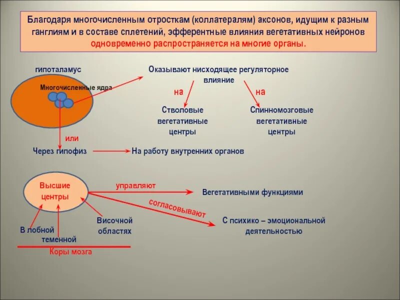 Нервная регуляция работы внутренних органов 7 класс
