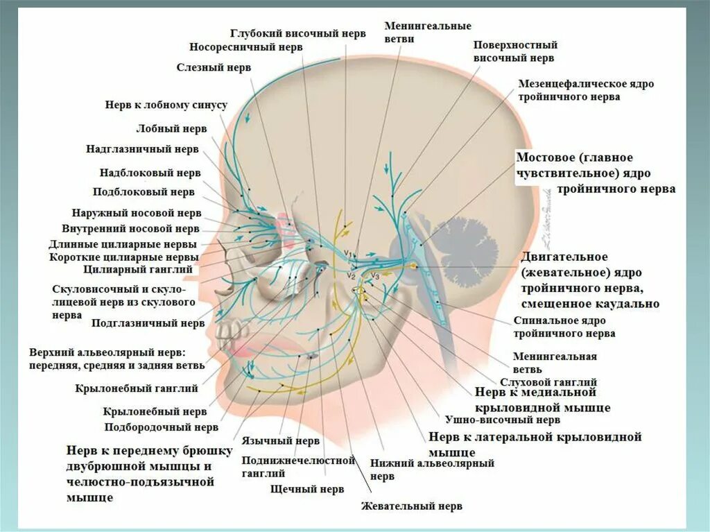 Иннервация тройничного нерва. Топография ядер тройничного нерва. Ушно височная ветвь тройничного нерва. Подблоковый нерв (n. infratrochlearis) иннервирует:.