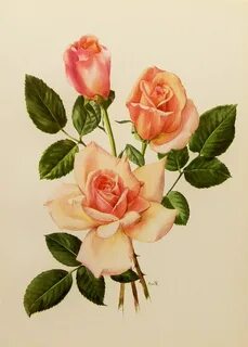 Vintage roses