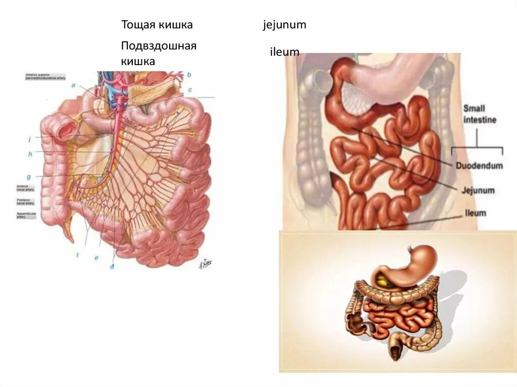 Подвздошная кишка анатомия. Терминальный отдел подвздошной кишки. Тощая и подвздошная кишка строение. Кишечник анатомия подвздошная кишка. Тощая и подвздошная кишка анатомия.