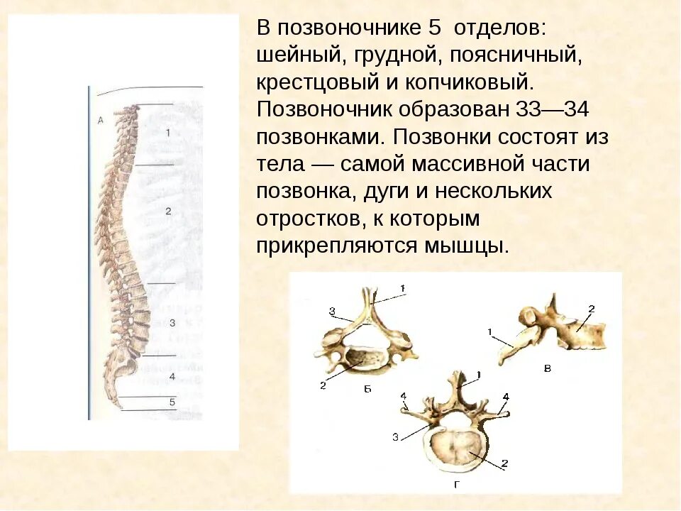 Грудной позвонок характеристика