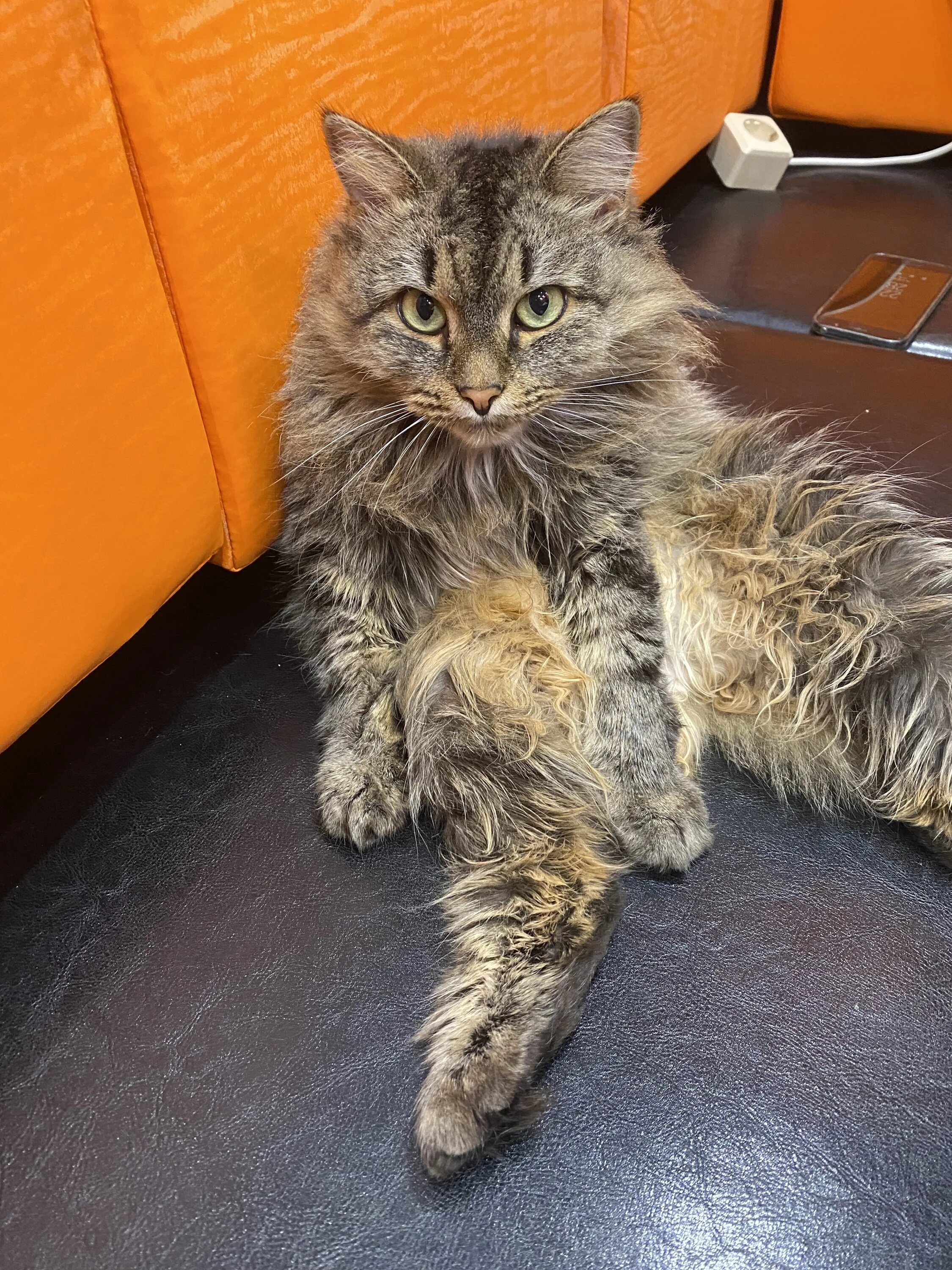 Глухой котенок