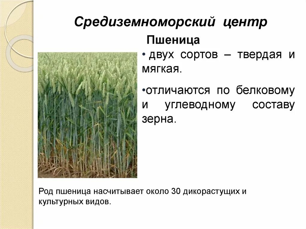 Мягкие сорта пшеницы. Твердые сорта пшеницы. Твердая пшеница и мягкая пшеница. Сорт культурных растений пшеница. Какие виды пшеницы вы знаете