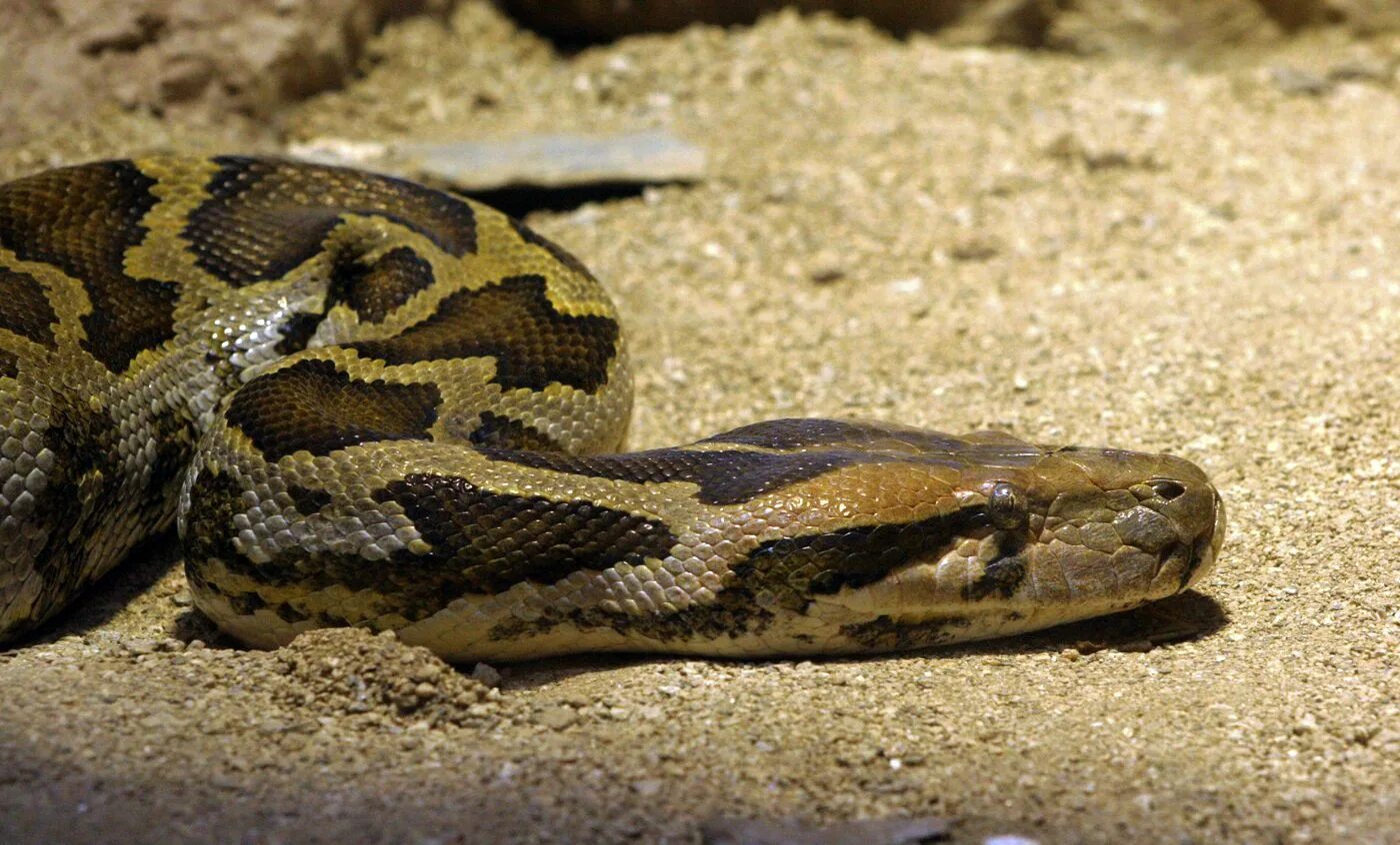 Large python