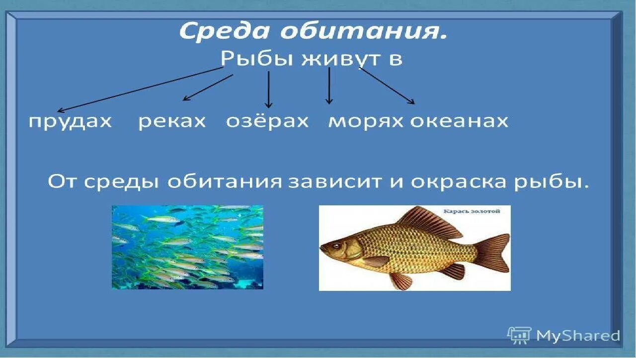 Карась среда обитания водная