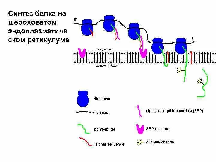 Транспорт белков внутриклеточный. Внутриклеточный Синтез белка. Внутриклеточный транспорт. Транспорт белков. Сортировка синтезированных белков.