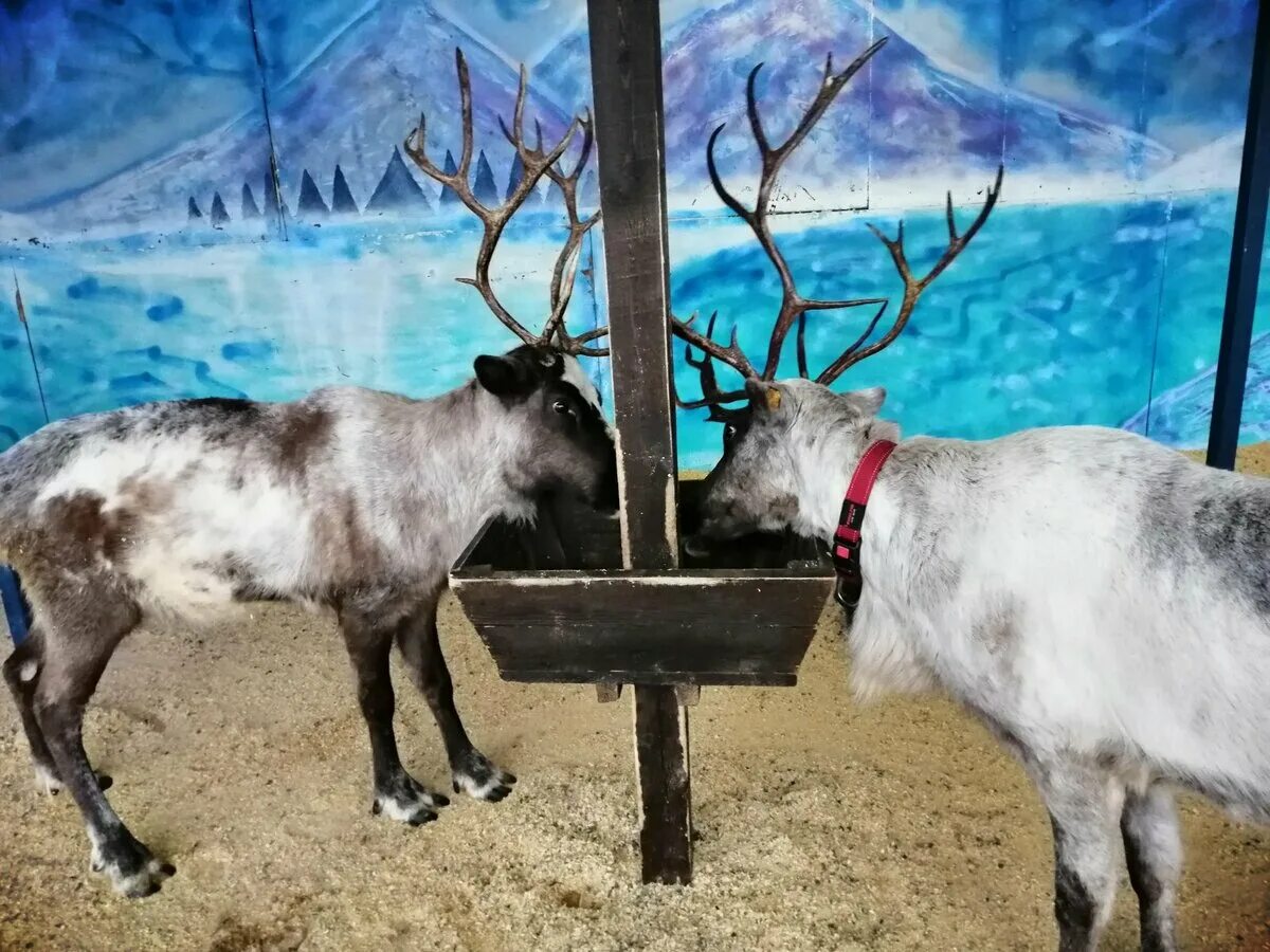 лапландия парк оленья ферма. лапландия 5 советская 44. каток с оленьей фермой в «лапландия-парке». лапландия парк спб. лапландия в петербурге.