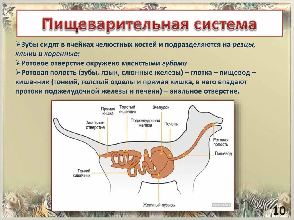 Пищеварительная система животных 7 класс. Особенности строения пищеварительной системы животных. Строение пищеварительной системы позвоночных животных. Органы пищеварительной системы животных 7.