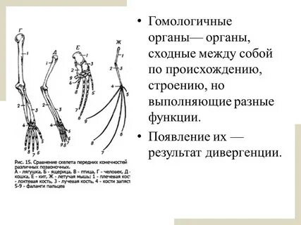 Гомологичные органы руки человека