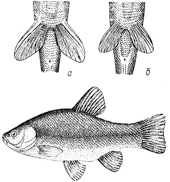 как отличить пол рыбки петушка. рыбка петушок отличие самки от самца. рыбка петушок пол. гуппи самка и самец отличия. рыбка петушок отличить самку от самца.