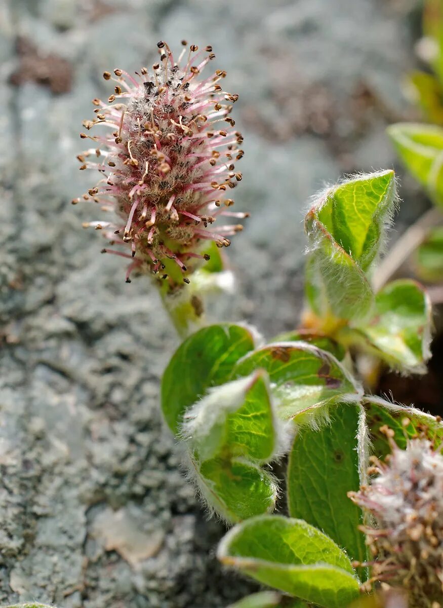 Salix Polaris Ива Полярная. Salix saxatilis. Ива Скальная Salix saxatilis. Ива грушанколистная. Карликовая ива фото