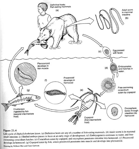 Цикл развития Diphyllobothrium latum. Широкий лентец жизненный цикл. Цикл широкого лентеца схема. Жизненный циклширокий лантец.