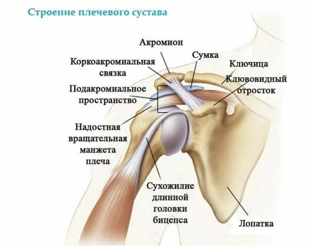 Лечение плечевого сустава симптомы. Растяжение и разрыв связок плечевого сустава. строение сухожилий плечевого сустава. плече суставные связки анатомия. строение плечевого сустава человека связки и сухожилия мышцы.