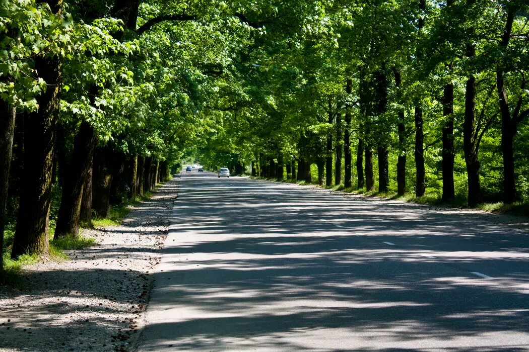 сочи мацеста аллея челтенхема. мацеста сочи. аллея челтенхэма сочи. аллея челтенхема сочи. сочи аллея челтенхэма ссср.