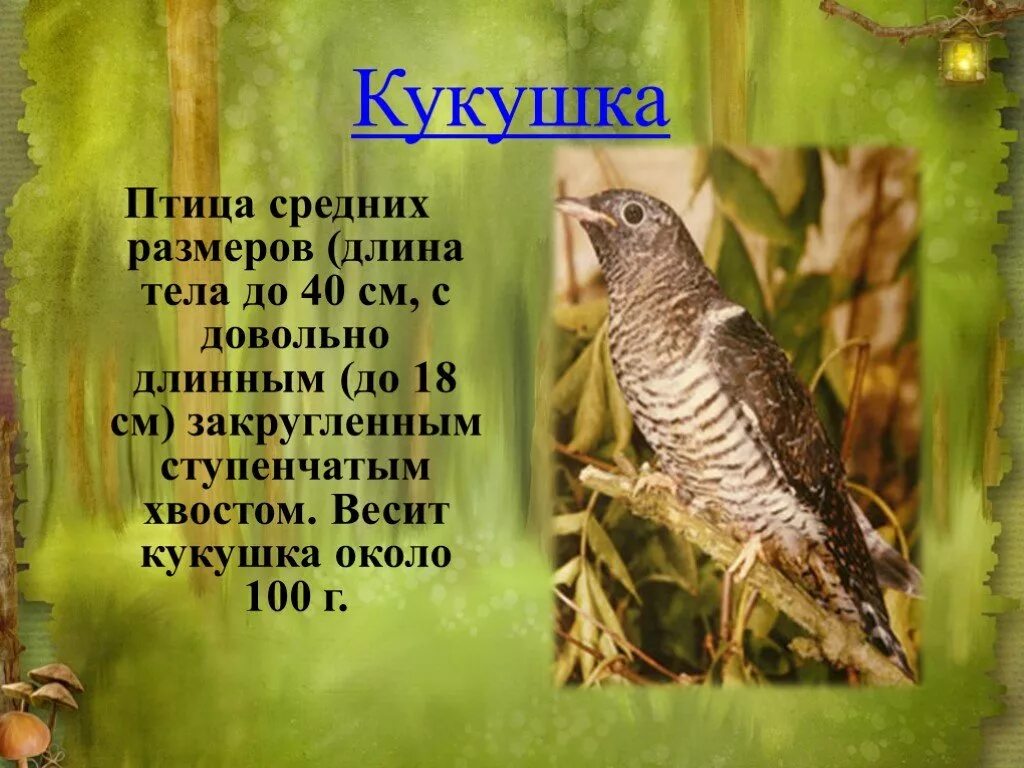 Кукушка. Кукушка описание. Кукушка птица. Информация о кукушке.